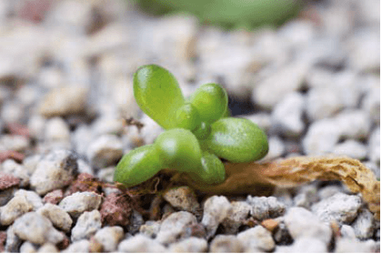 如何给多肉做好叶插繁殖