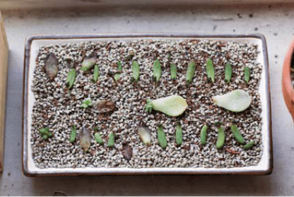 如何给多肉做好叶插繁殖