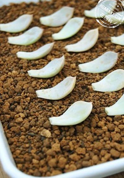 多肉植物的叶插繁殖方法