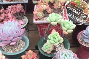 多肉徒长了是啥原因