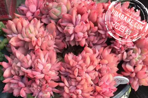 多肉徒长了是啥原因