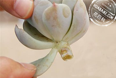 多肉植物的叶插繁殖方法