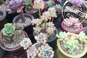 多肉徒长了是啥原因