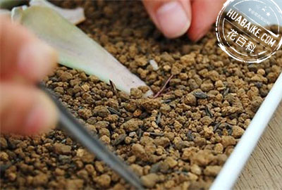 多肉植物的叶插繁殖方法