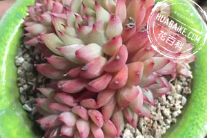 多肉徒长了是啥原因