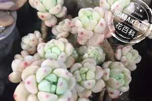 多肉徒长了是啥原因