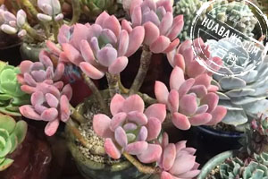 多肉徒长了是啥原因