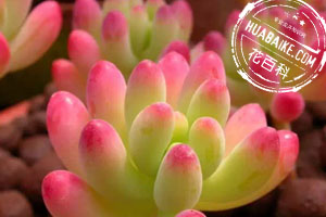 多肉徒长了是啥原因