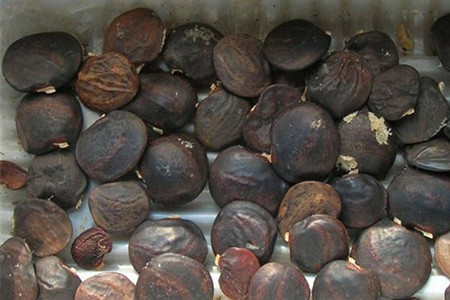 紫藤的繁殖方式有哪些