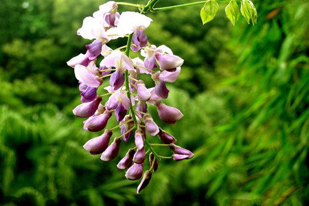 紫藤的繁殖方式有哪些