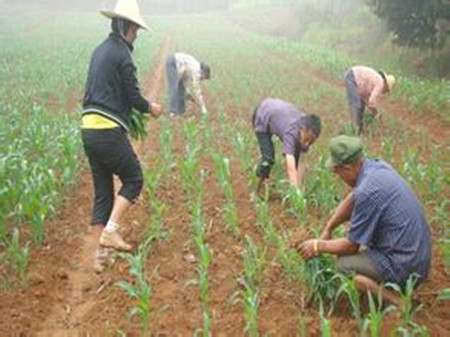 蒲公英的种植方法