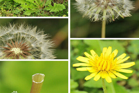 蒲公英的种植方法