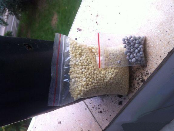 仙客来的养殖方法