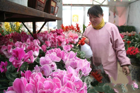 仙客来的养殖方法