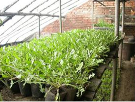 蒲公英如何取种和栽培