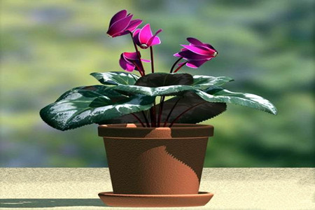 仙客来的养殖方法