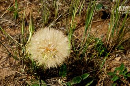 蒲公英如何取种和栽培