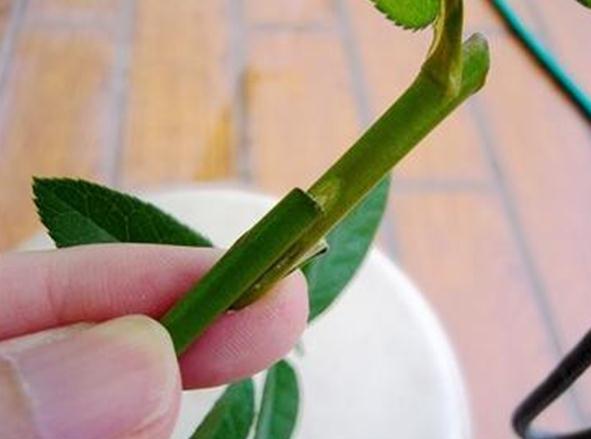 发财树如何嫁接