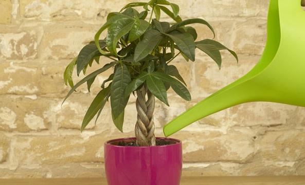 发财树如何嫁接