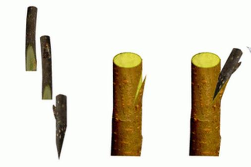 发财树如何嫁接