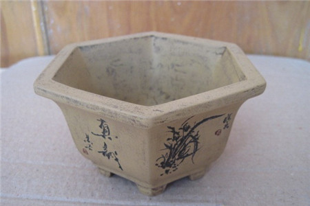 发财树如何繁殖