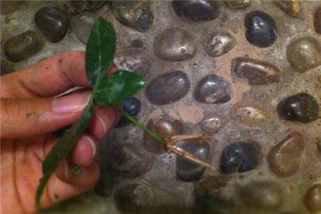 发财树如何繁殖