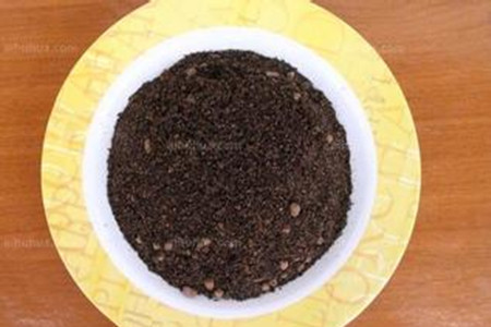 发财树如何繁殖