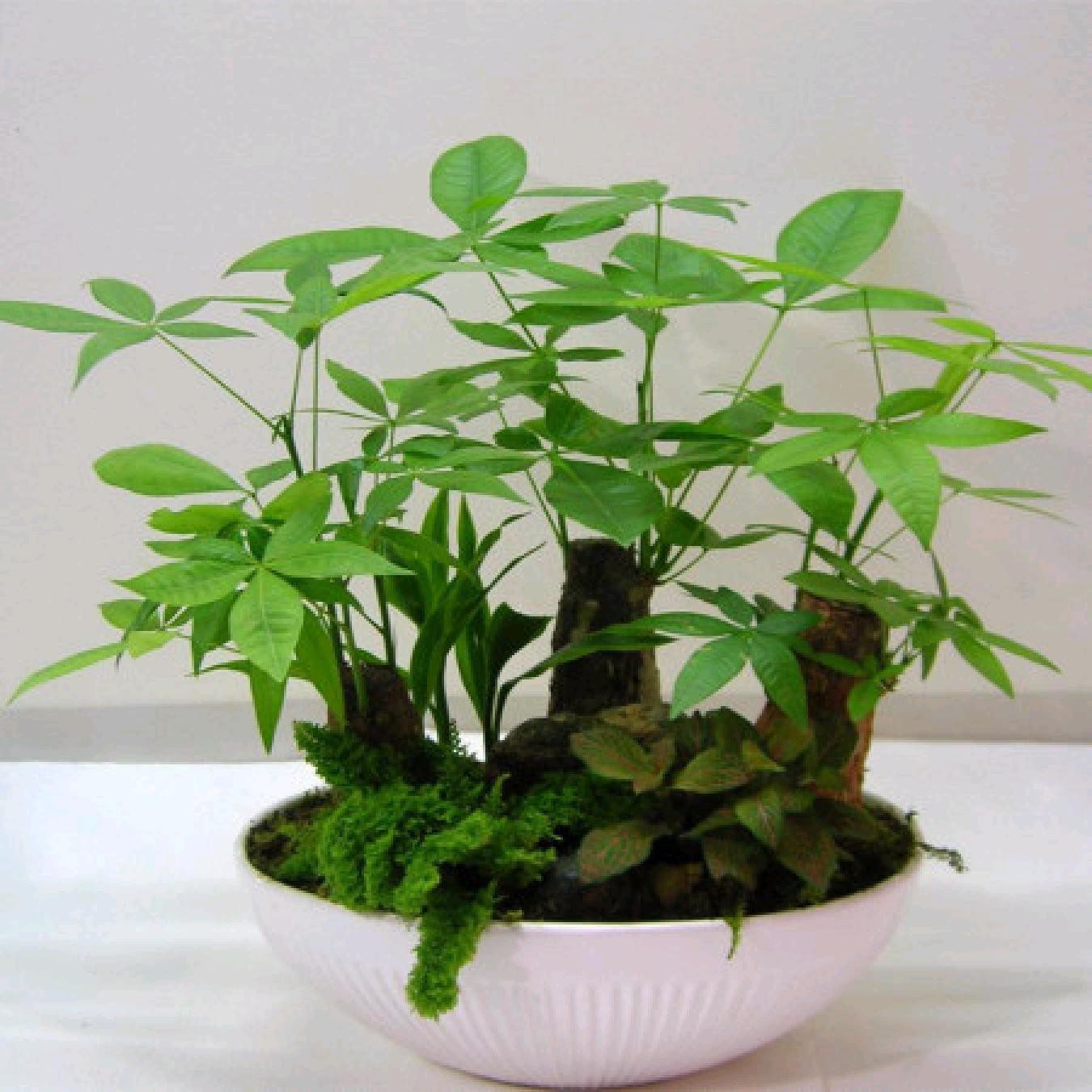 发财树的四季养护方法