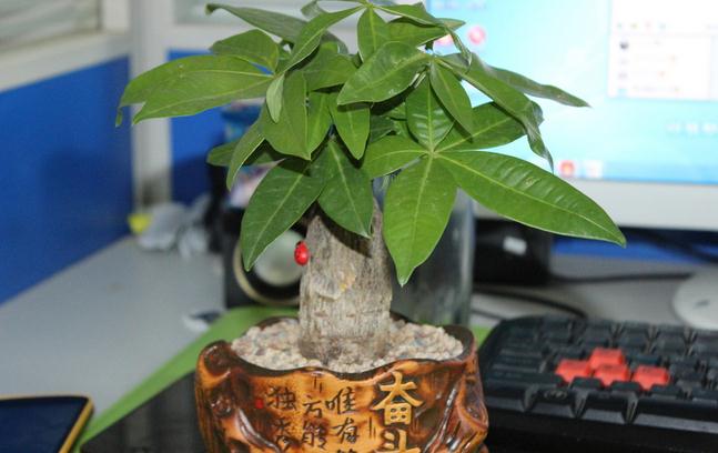 发财树的四季养护方法
