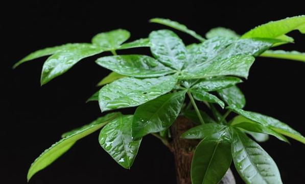 发财树施肥方法