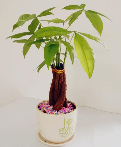 发财树施肥方法