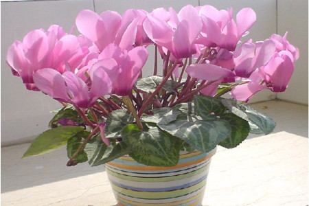 仙客来的养殖方法