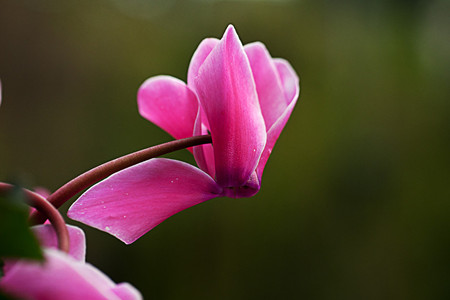 仙客来的养殖方法