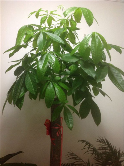 发财树的修剪时间方法