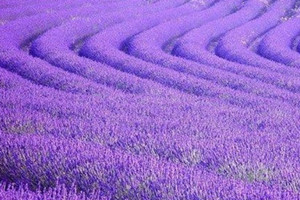 盆栽薰衣草如何种植