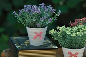 盆栽薰衣草如何种植