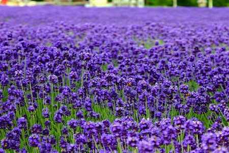 盆栽薰衣草如何种植