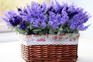 薰衣草的养护知识大全