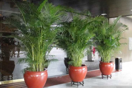 散尾葵的繁殖方法