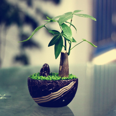 发财树的浇水方法