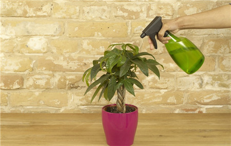 发财树的浇水方法