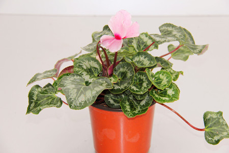 仙客来的越夏管理