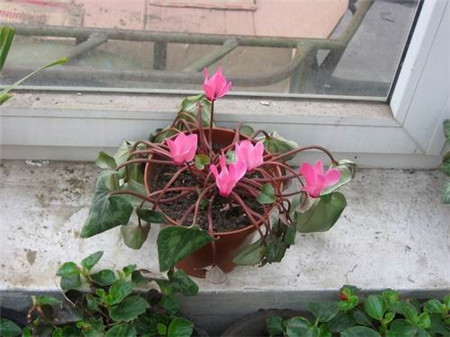 仙客来的越夏管理