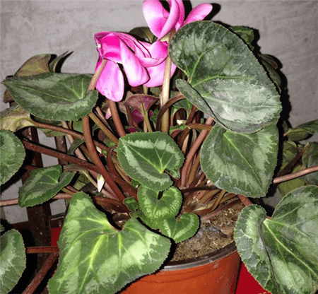 仙客来的越夏管理