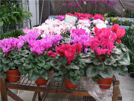 仙客来的越夏管理