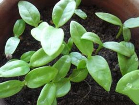 蒲公英肉质直根的培育及采种