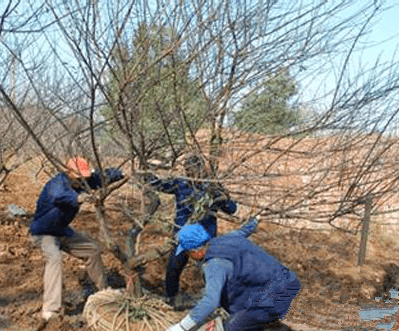 梅花的养殖方法