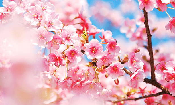 梅花为什么不开花