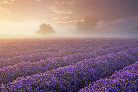 盆栽薰衣草如何种植