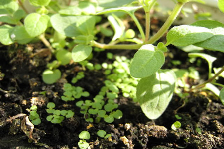 盆栽薰衣草如何种植